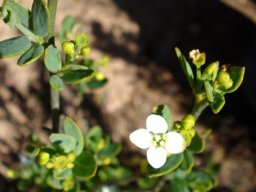 Montinia caryophyllacea colours
